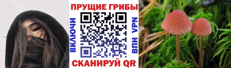 Купить закладки  Горняк  Псилоцибиновые грибы GOLDEN TEACHER 